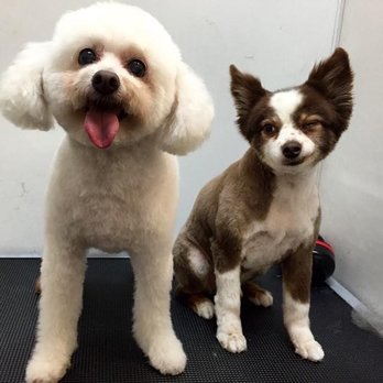 A Cut Above Mobile Grooming - Two dogs - Pet Groomers Near Me