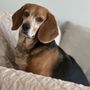 Sundog Grooming