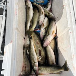 Chelsea Charters - Fish