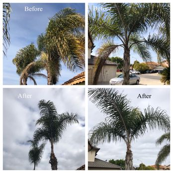 Ezra Tree Service - Before and after - Tree Services Near Me Ezra Tree Service - Before and after - Tree Services Near Me