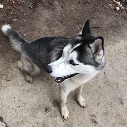 "Sometimes I get filthy when I'm at the dog park, but it's all worth it!" - Lilo "Sometimes I get filthy when I'm at the dog park, but it's all worth it!" - Lilo