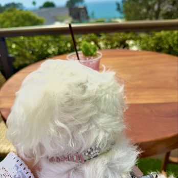 Monarch Ocean Pub - Rooftop outdoor seating with ocean views and pup friendly - Gastropubs Near Me - Del Mar, California