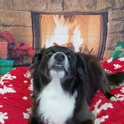 Hot Paws Spa & Boutique - Charlie loves to hang out here.