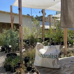 Plant Material - The la Paz dr location