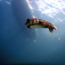 Twin Dolphins - Puffer fish just hangin' out under the boat.