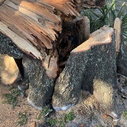 Trees and More