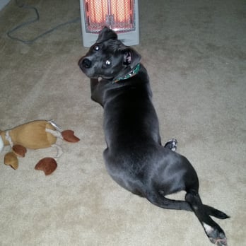 Z Animal Lover - Dog Walkers Near Me - Concord, California Z Animal Lover - Dog Walkers Near Me - Concord, California