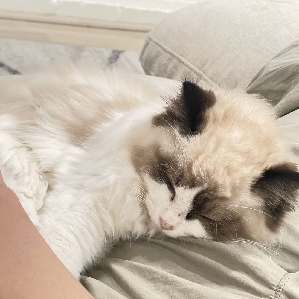Ragdolljjsweeti - Pet Breeders Near Me Ragdolljjsweeti - Pet Breeders Near Me