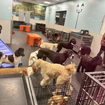 Dogtopia - Columbus - The "Gym" room for big dogs - Pet Boarding Near Me - Columbus, Ohio Dogtopia - Columbus - The "Gym" room for big dogs - Pet Boarding Near Me - Columbus, Ohio