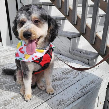 Sam’s Dapper Dog - Dog groomed - Pet Groomers Near Me - Salem, New Hampshire