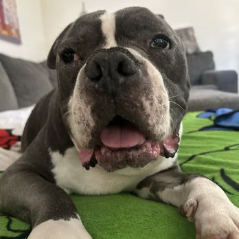 Heaven's Gate Pet Memorial Center - Smokey 08/10/2014-09/12/2026 - Pet Cremation Services Near Me - Wheatland, California Heaven's Gate Pet Memorial Center - Smokey 08/10/2014-09/12/2026 - Pet Cremation Services Near Me - Wheatland, California