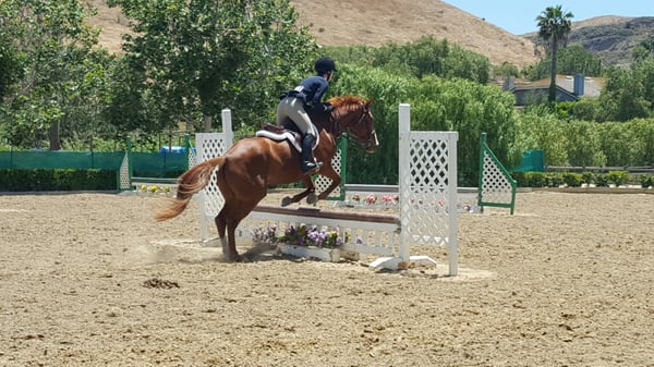 Le Cheval Sport Horses by null