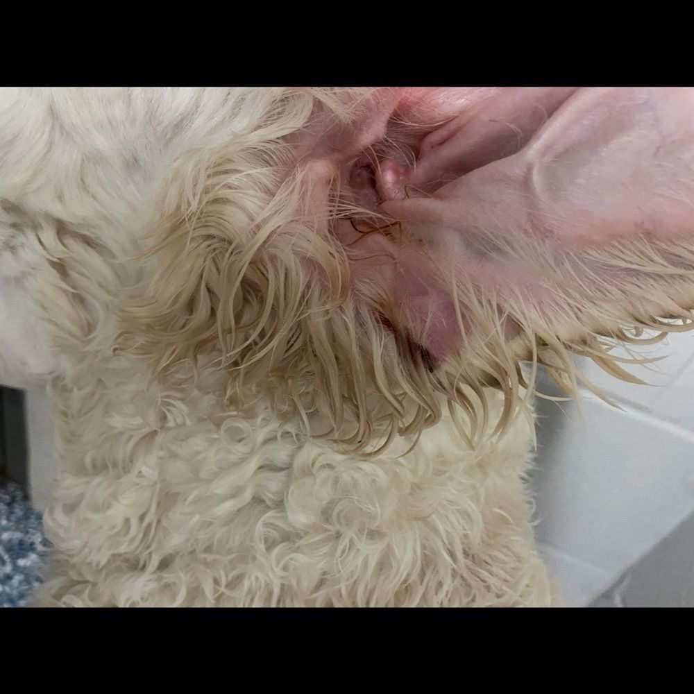 Camp Bow Wow - 2nd dog- also bit in the ear. Got infected and had to get antibiotics. Happened May 2025 - Pet Boarding Near Me - Cranberry, Pennsylvania