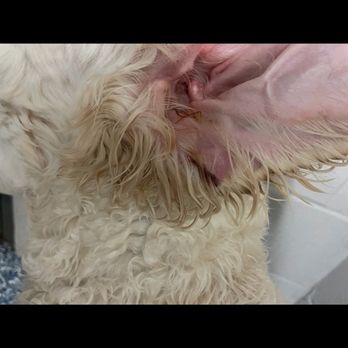 Camp Bow Wow - 2nd dog- also bit in the ear. Got infected and had to get antibiotics. Happened May 2025 - Pet Boarding Near Me - Cranberry, Pennsylvania