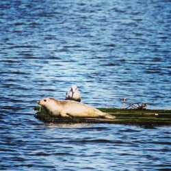 Kayak Point County Park