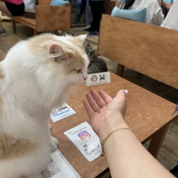 Cat Cafe Moff - Themed Cafes Near Me - Honolulu, Hawaii
