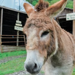 Cute donkey at East fork Farm