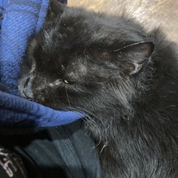 Country Veterinary Hospital - The special needs cat they helped me nurse back to health