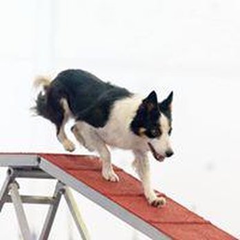 All FUR Fun Training and Event Center - Do you need someone to deliver pet products at your doorsteps? All FUR Fun Training and Event Center is a local store-to-door... - Pet Training Near Me - Addison, Texas All FUR Fun Training and Event Center - Do you need someone to deliver pet products at your doorsteps? All FUR Fun Training and Event Center is a local store-to-door... - Pet Training Near Me - Addison, Texas