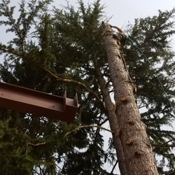 All Seasons Tree Service
