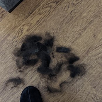 Oh My Dog - After a $150 wash, cut, and brushing, all this hair left on my 25lb dog - Pet Groomers Near Me - Foster City, California