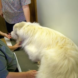 Pets & Vets - Pets & Vets offers acupuncture treaments. Dexter relaxes after the needles are set.