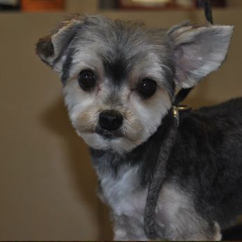 Canyon View Cares Veterinary Hospital - Pet Groomers Near Me - Layton, Utah Canyon View Cares Veterinary Hospital - Pet Groomers Near Me - Layton, Utah
