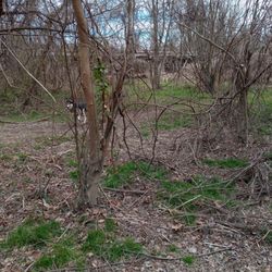 Jackson Park Dog Park - Looking into the wooded area as you come under the trestle