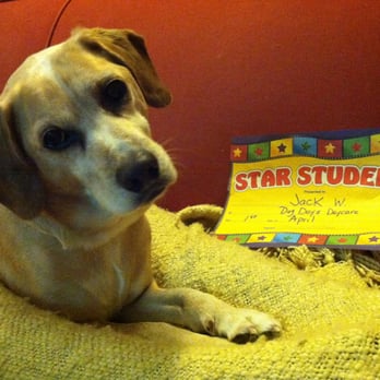 Dog Dayz - Jack is showing off his Pooch of the Month award! - Pet Sitting Near Me - Wilmington, Delaware Dog Dayz - Jack is showing off his Pooch of the Month award! - Pet Sitting Near Me - Wilmington, Delaware