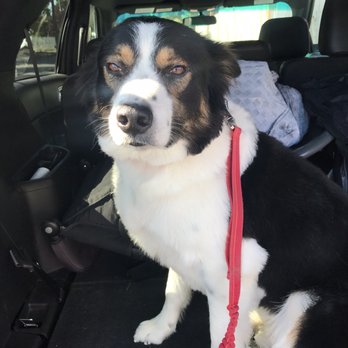 Bark Bath Beyond - Defluffed and looking amazing !! he hates car rides - Pet Groomers Near Me - Tacoma, Washington Bark Bath Beyond - Defluffed and looking amazing !! he hates car rides - Pet Groomers Near Me - Tacoma, Washington