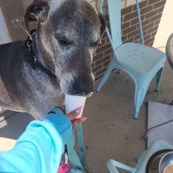 Simmer Coffee House - Pup Cup - Coffee & Tea Near Me - Cary, North Carolina Simmer Coffee House - Pup Cup - Coffee & Tea Near Me - Cary, North Carolina