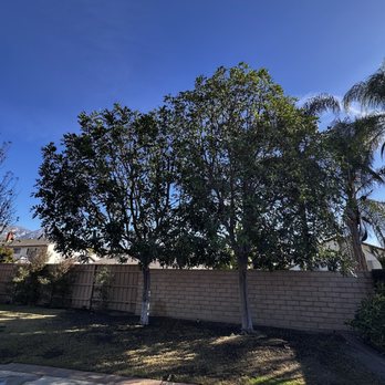 Empire Tree Service - Tree Services Near Me - Upland, California Empire Tree Service - Tree Services Near Me - Upland, California