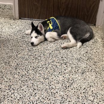 Foster Animal Hospital - My puppy had stool problems and wasn't her self :( - Veterinarians Near Me - Clifton, New Jersey Foster Animal Hospital - My puppy had stool problems and wasn't her self :( - Veterinarians Near Me - Clifton, New Jersey