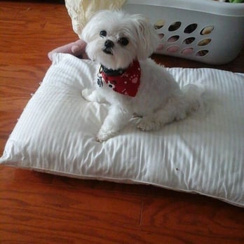 Fur Factory - So cute! - Pet Groomers Near Me - Reston, Virginia