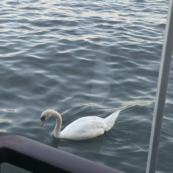 fatfish on The Water - Swan checking out what we were eating. - Seafood Near Me - Bay Shore, New York