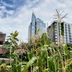 Davie Village Community Garden