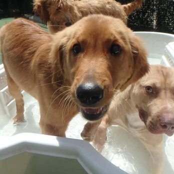 Creative Dog Training - Pet Sitting Near Me - Birmingham, Alabama