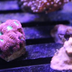 A World of Fish
