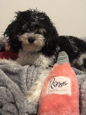 Dogma Grooming + Pet Needs by null