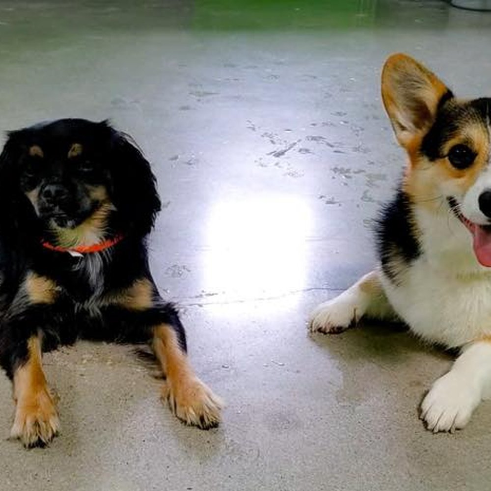 PetSuites Cypress - Bentley smiling with his best friend, Charli - Pet Training Near Me - Houston, Texas PetSuites Cypress - Bentley smiling with his best friend, Charli - Pet Training Near Me - Houston, Texas
