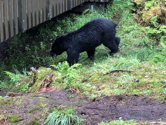 Anan Wildlife Observatory 10 Photos Tongass National Forest 