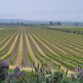 Gloria Ferrer Winery - Wineries Near Me - Sonoma, California Gloria Ferrer Winery - Wineries Near Me - Sonoma, California