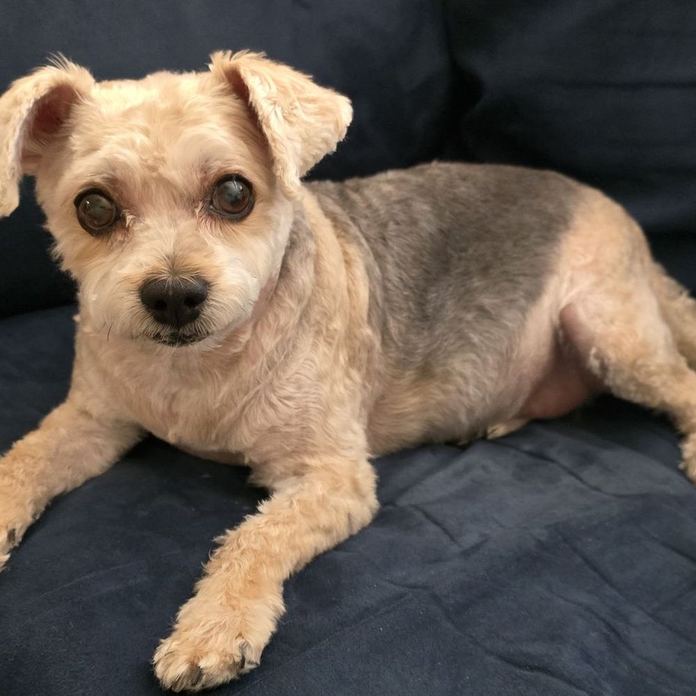Gentle Hands Grooming - Pet Groomers Near Me - Henderson, Nevada