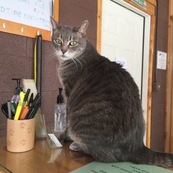 Four Paws Resort
