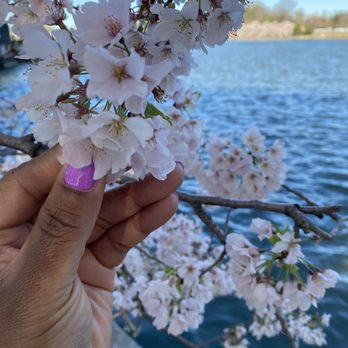 Tidal Basin - Lakes Near Me - Washington, DC, District of Columbia