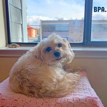 Boylan Point Agency - Darby says that the best things in life are free:
walks,
scratches,
introductory marketing consultations - Web Design Near Me - Santa Rosa, California Boylan Point Agency - Darby says that the best things in life are free:
walks,
scratches,
introductory marketing consultations - Web Design Near Me - Santa Rosa, California