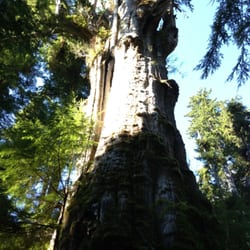 Quinault Big Cedar - Washington's biggest tree!