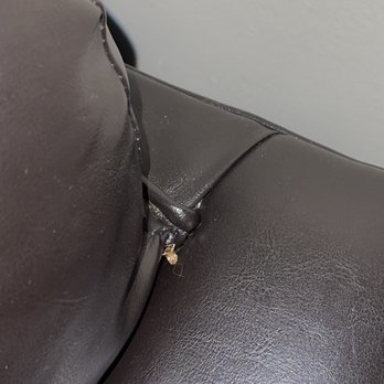 Foxfire Apartments - Roach stuck in couch - Apartments Near Me - Laurel, Maryland