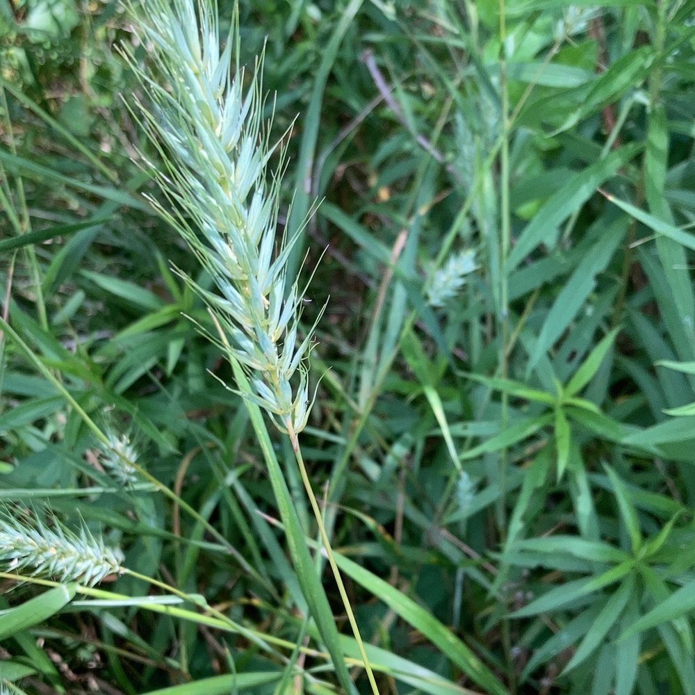Brazos Bend State Park - Virginia Oat. - Parks Near Me - Needville, Texas