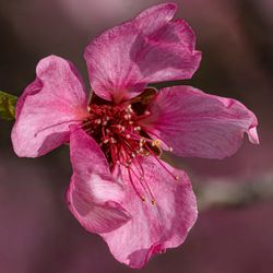 Bachechi Open Space - Peach Blossom